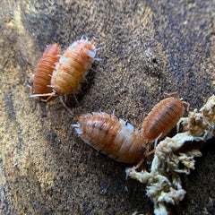 Porcellio Scaber Orange Koi