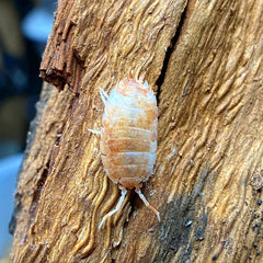 Porcellio Scaber Orange Koi