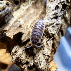 Porcellio Sp. Sevilla