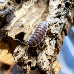 Porcellio Sp. Sevilla