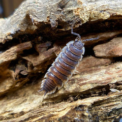 Porcellio Sp. Sevilla