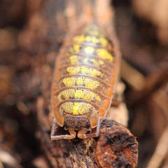 Close-up of a pill bug on a wooden surface with a blurred natural background