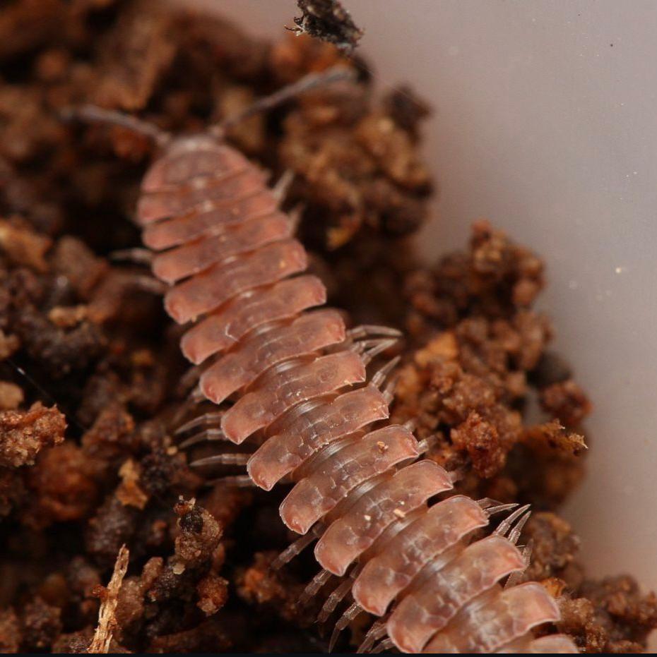 Pseudopolydesmus canadensis -spiky flat millipede