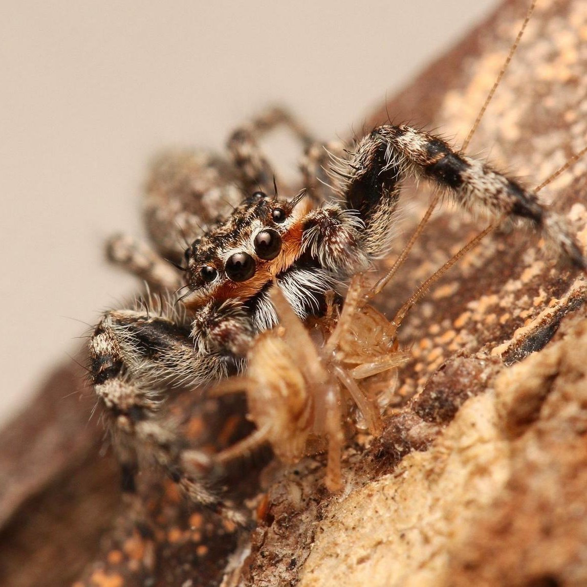 Platycryptus undatus - Tan Jumping Spider - Male