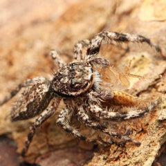 Platycryptus undatus - Tan Jumping Spider - Male