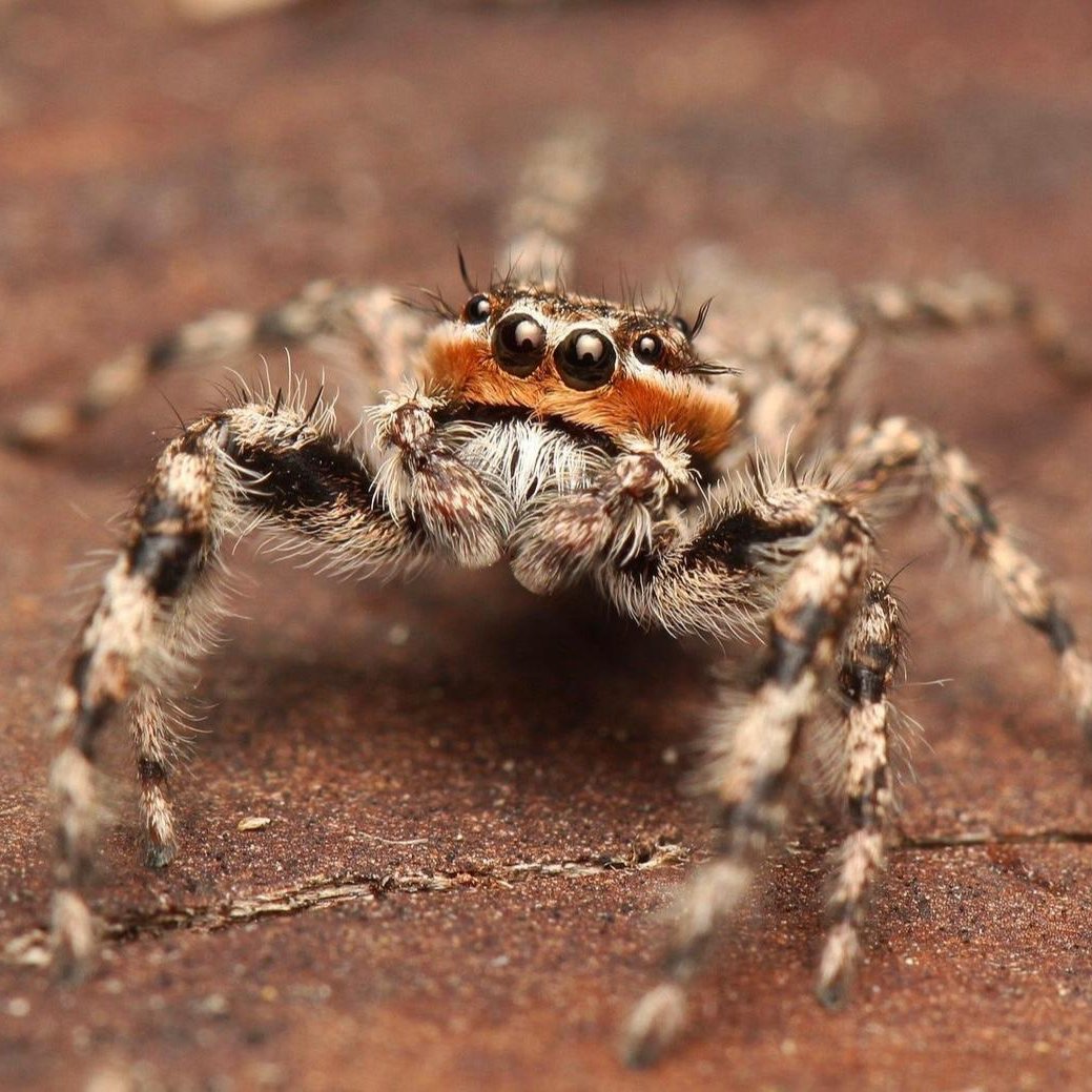 Platycryptus undatus - Tan Jumping Spider - Male