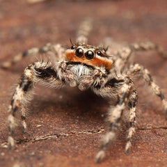 Platycryptus undatus - Tan Jumping Spider - Male