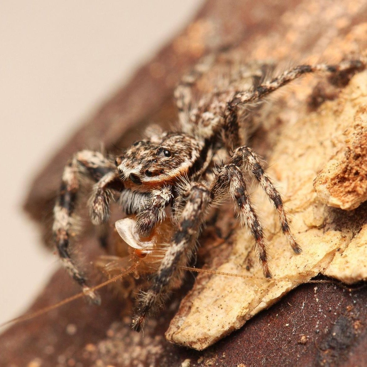 Platycryptus undatus - Tan Jumping Spider - Male