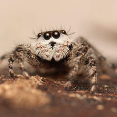 Platycryptus undatus - Tan Jumping Spider - Female