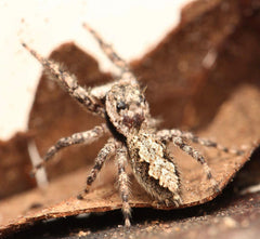 Platycryptus undatus - Tan Jumping Spider - Female