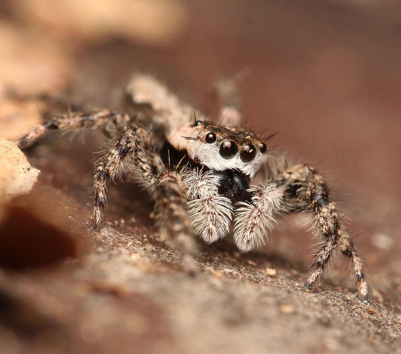 Platycryptus undatus - Tan Jumping Spider - Female