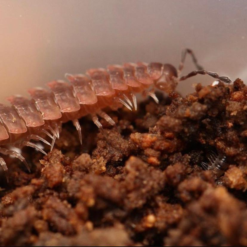 Pseudopolydesmus canadensis -spiky flat millipede