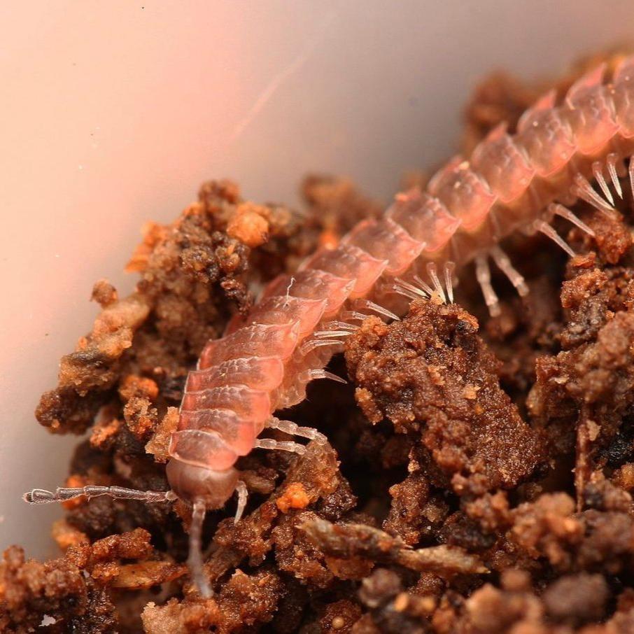 Pseudopolydesmus canadensis -spiky flat millipede