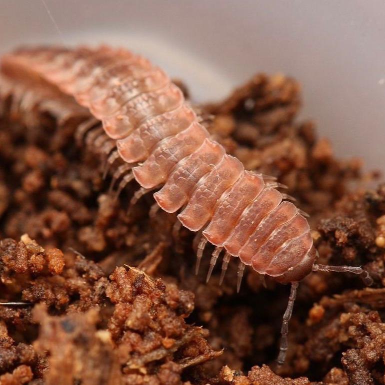 Pseudopolydesmus canadensis -spiky flat millipede