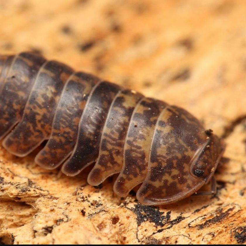 Filipinodillo maculatum “Lapu”