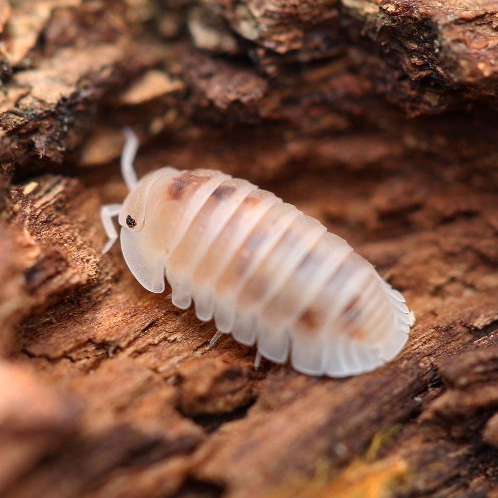 Cubaris Murina “Pearls” – Tropical Isopods