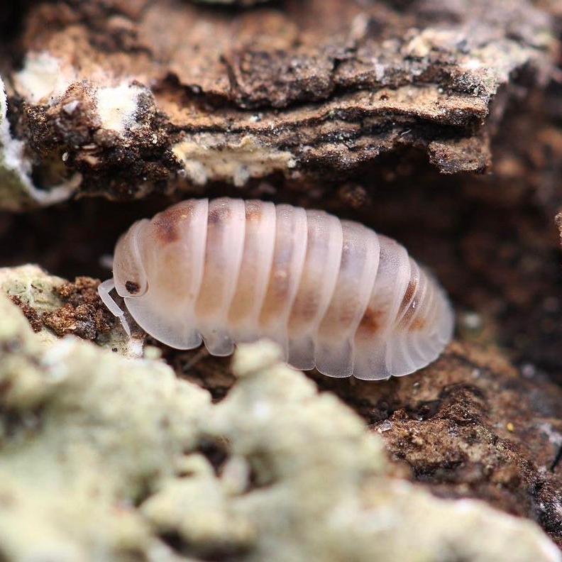 Cubaris Murina “Pearls”