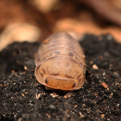 Cubaris sp. “Kayson Honey”