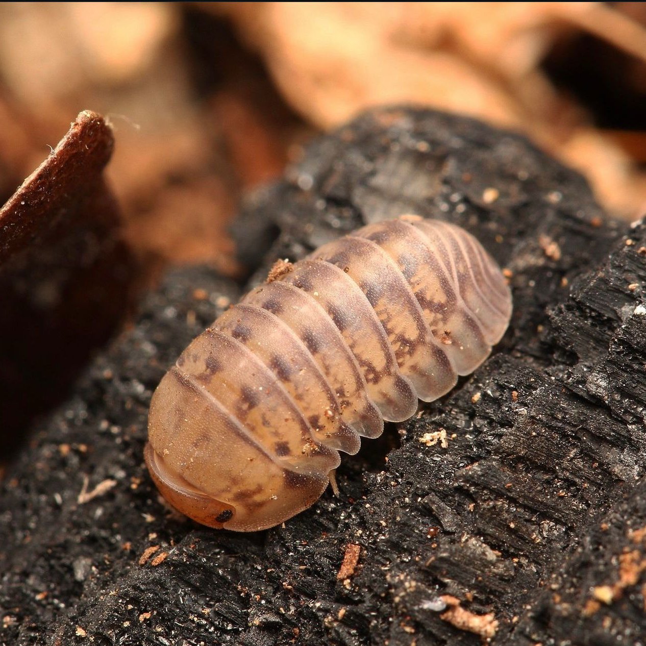 Cubaris sp. “Kayson Honey”