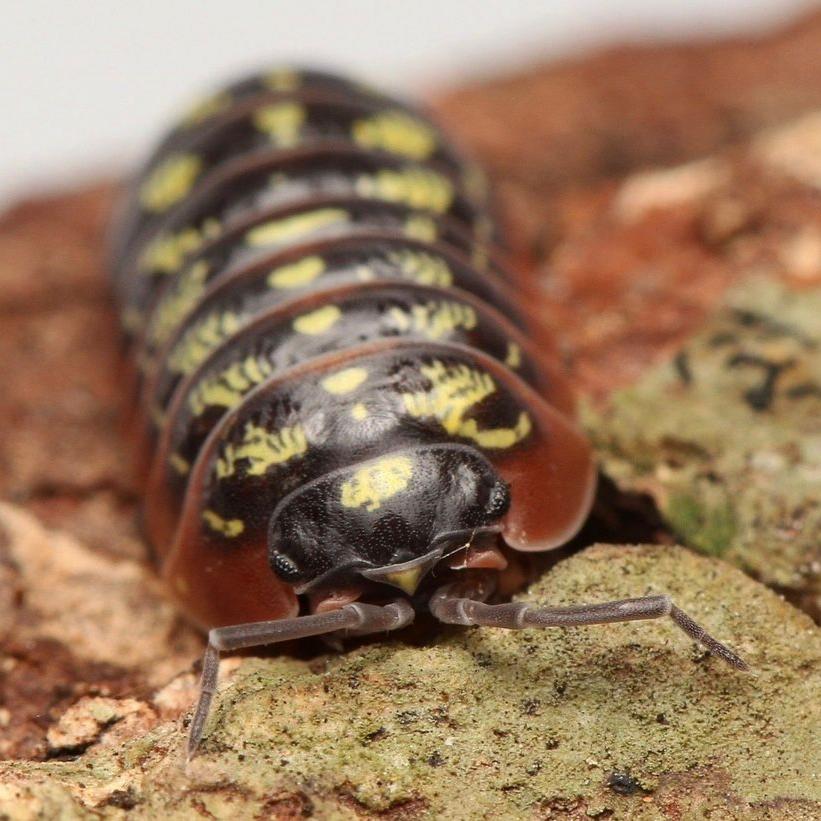 Armadillidium “Twisted Clowns”