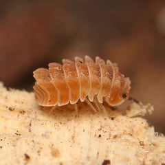 Isopoda sp. “Armageddon”