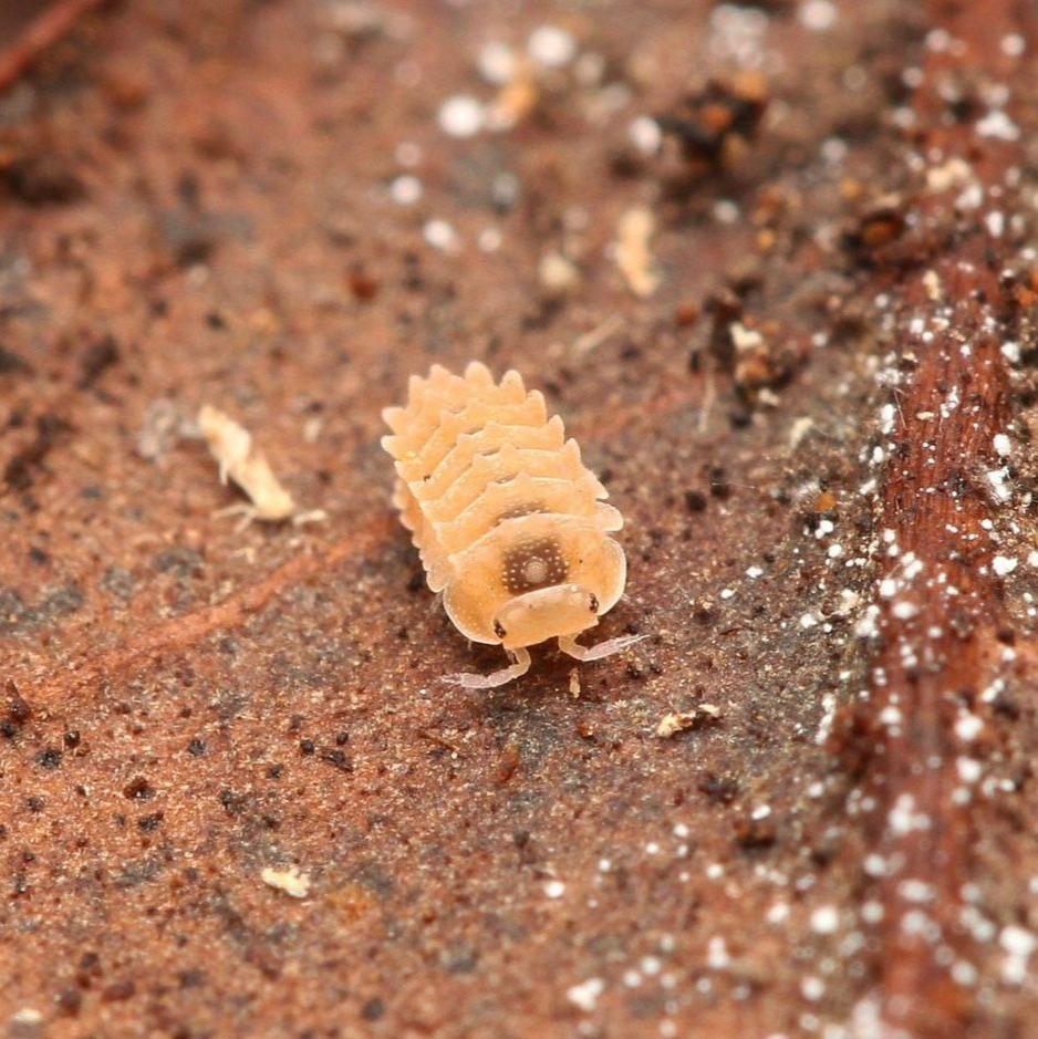 Isopoda sp. “Armageddon”