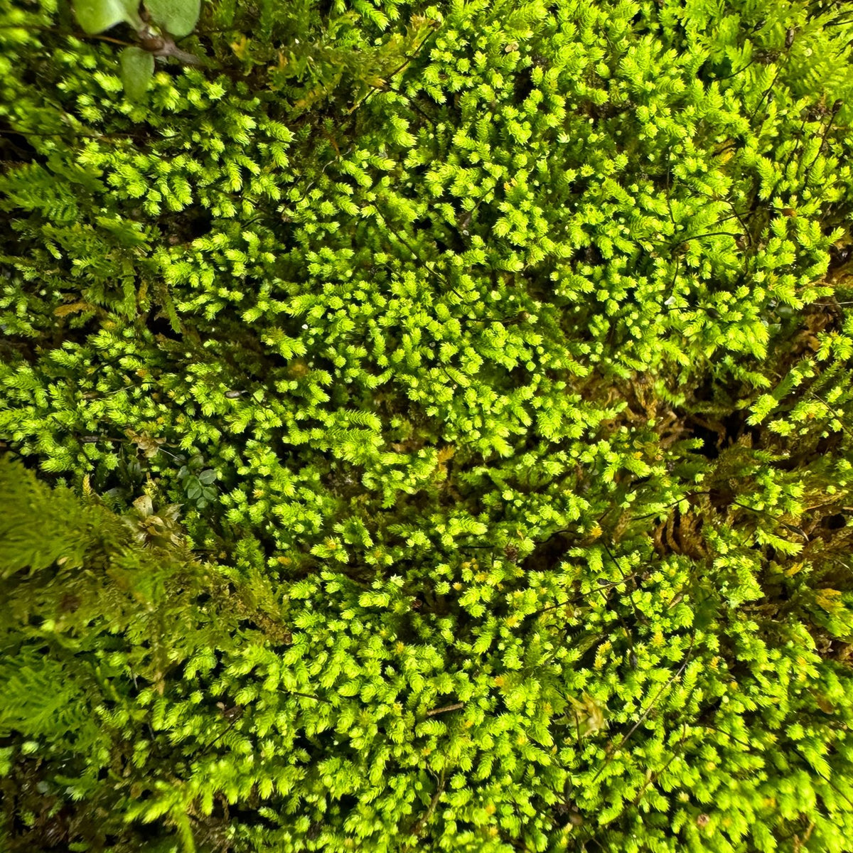 Silvergreen Bryum moss