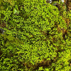 Silvergreen Bryum moss