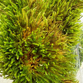 American climacium moss