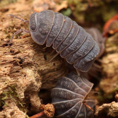 Armadillo tuberculatus