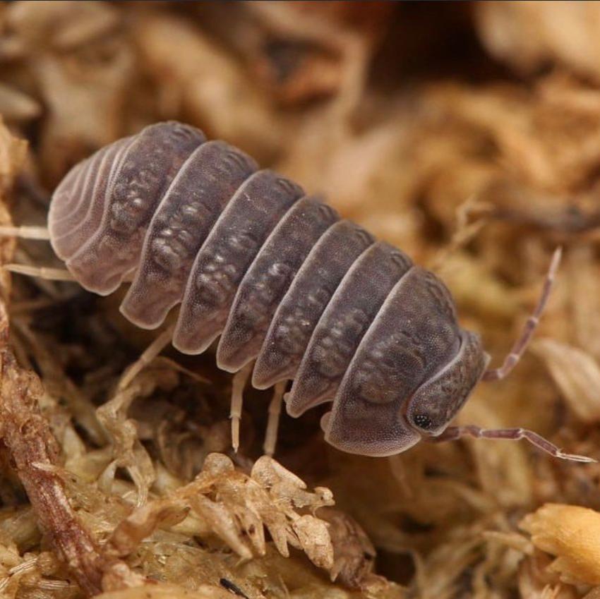 Armadillo tuberculatus