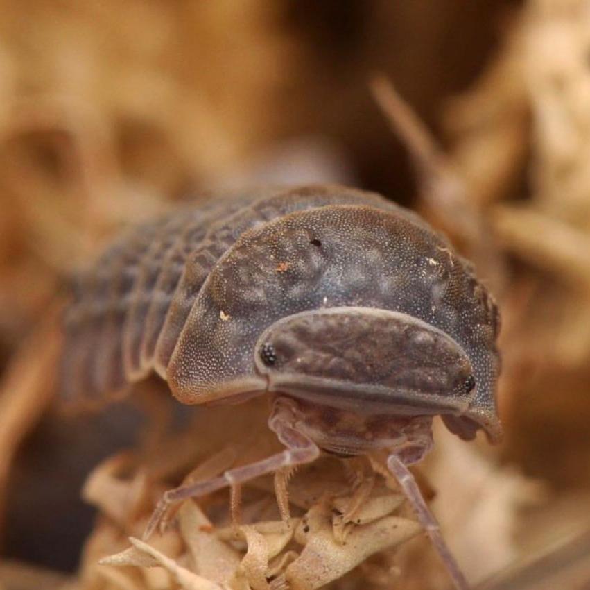 Armadillo tuberculatus