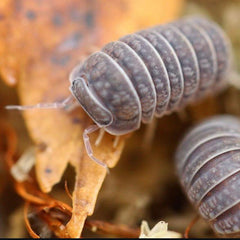 Armadillo tuberculatus