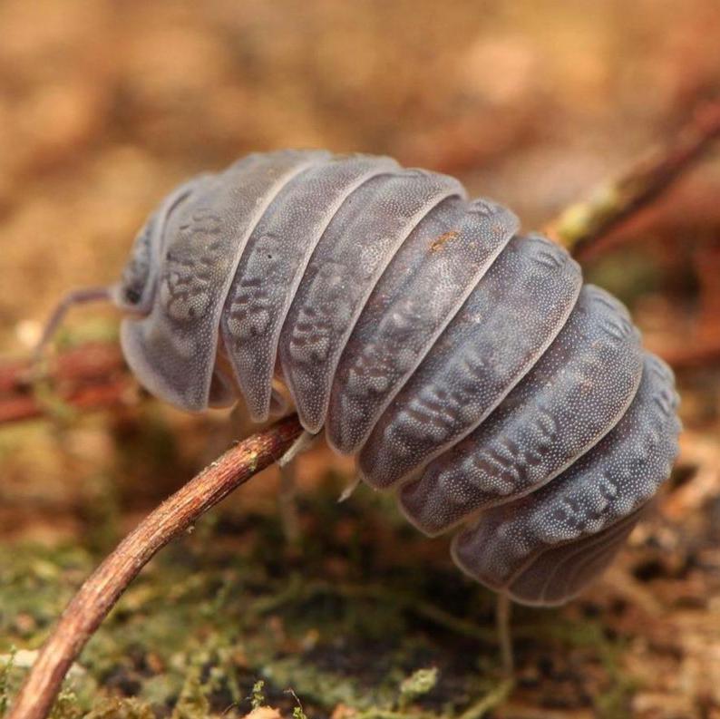 Armadillo tuberculatus