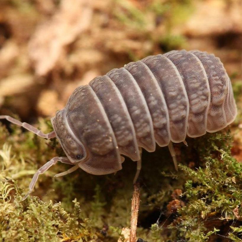 Armadillo tuberculatus