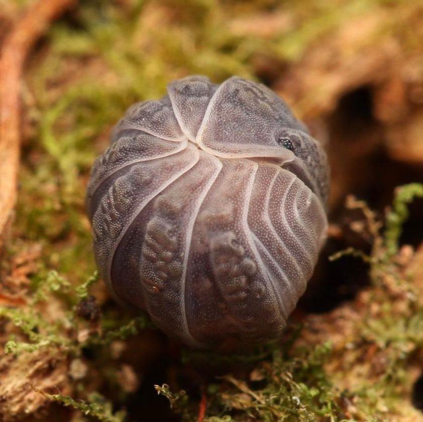 Armadillo tuberculatus