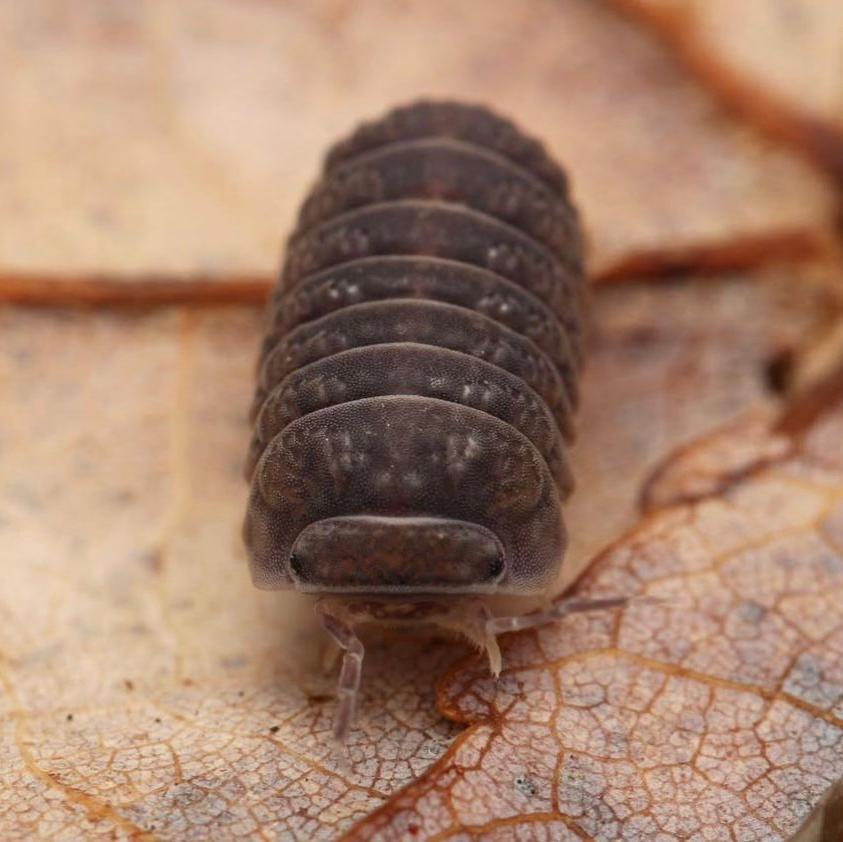 Armadillo tuberculatus