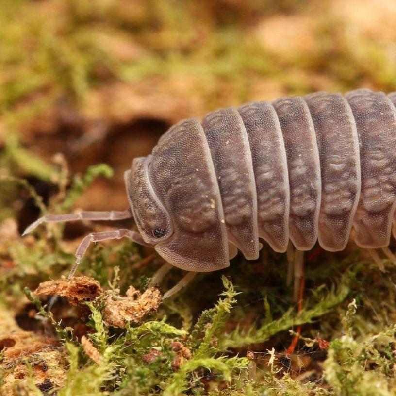 Armadillo tuberculatus