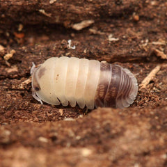 Cubaris sp. “Tapir”