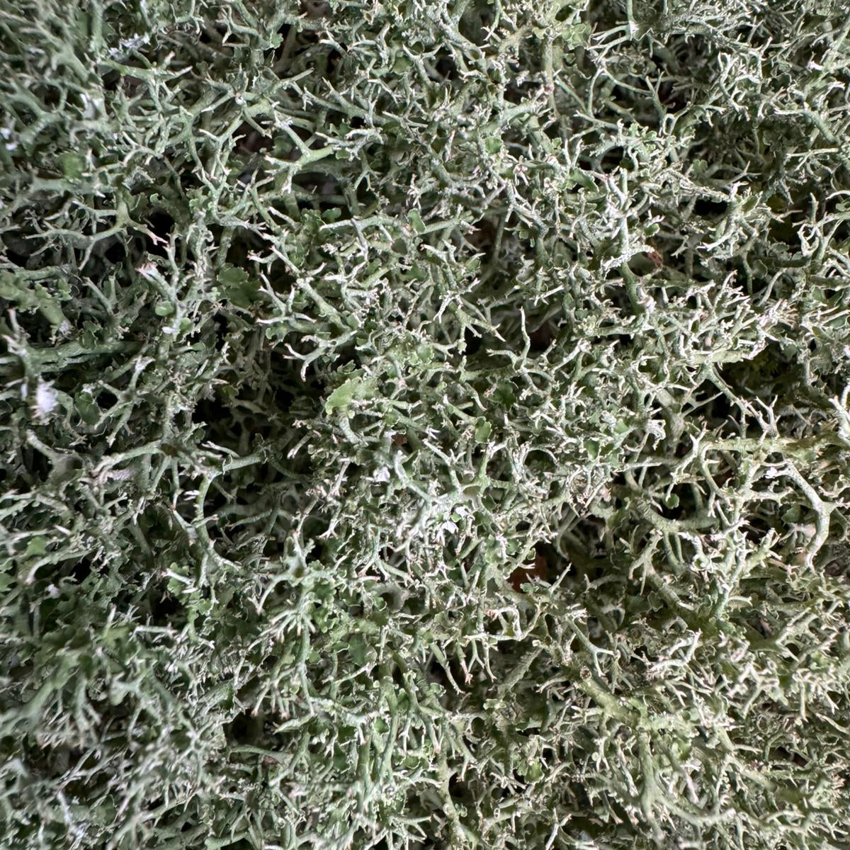 Cladoniaceae - Lichen puff ball