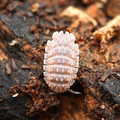 Reductoniscus tuberculatus Spiky