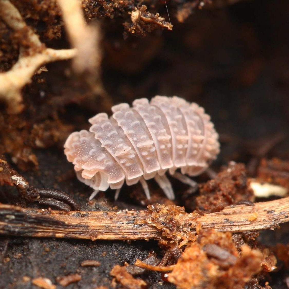 Reductoniscus tuberculatus Spiky