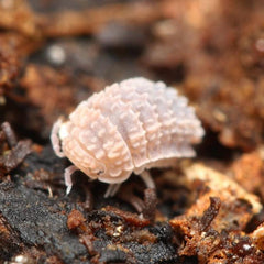 Reductoniscus tuberculatus Spiky