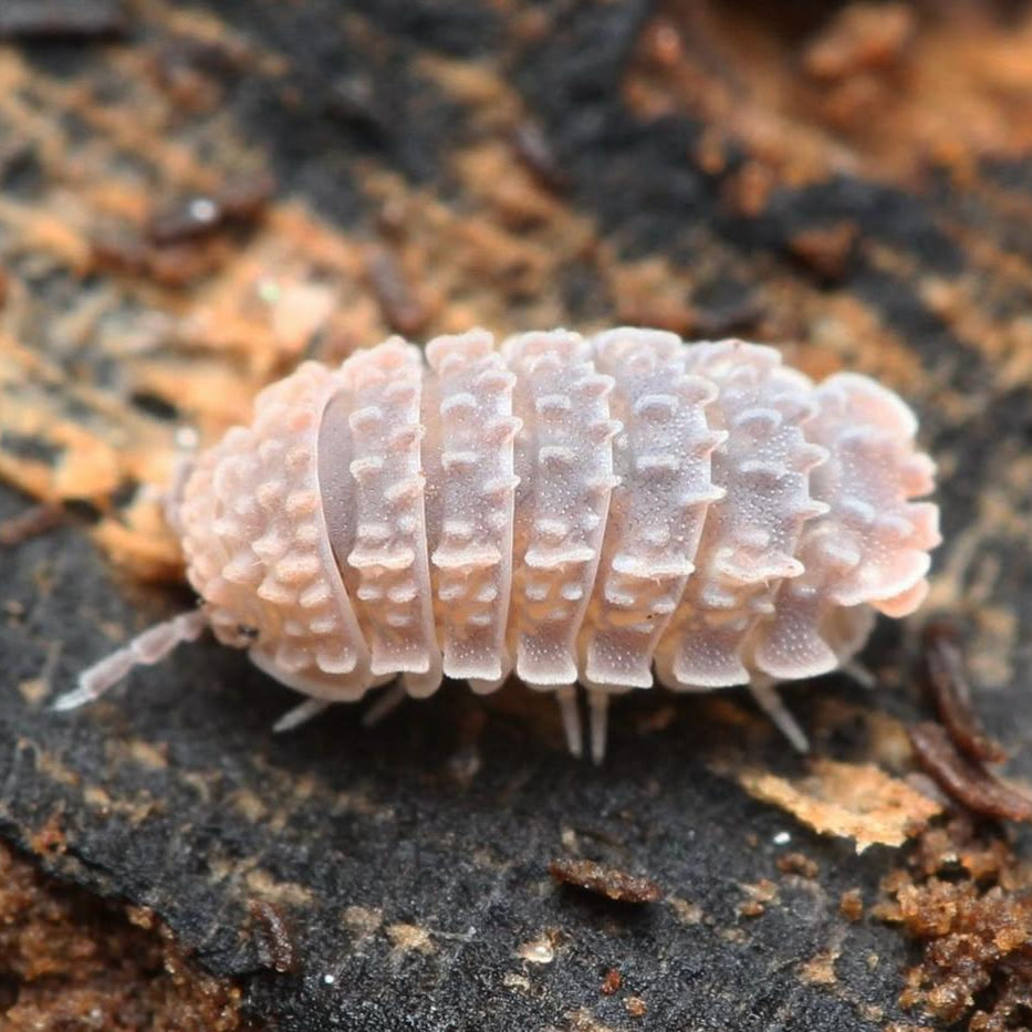 Reductoniscus tuberculatus Spiky
