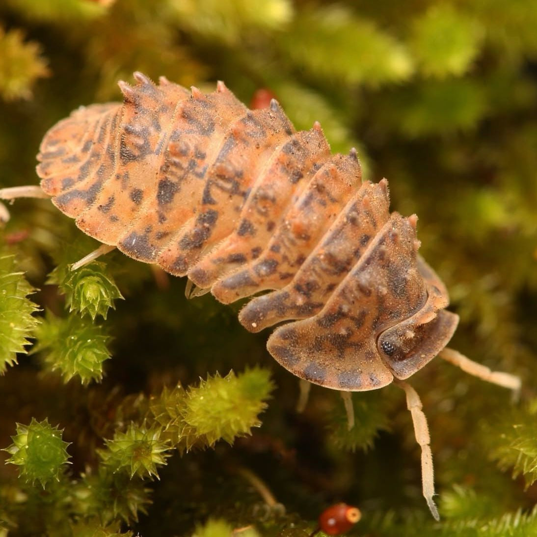 Isopoda sp. “Crocodillo” Spiky – Tropical Isopods