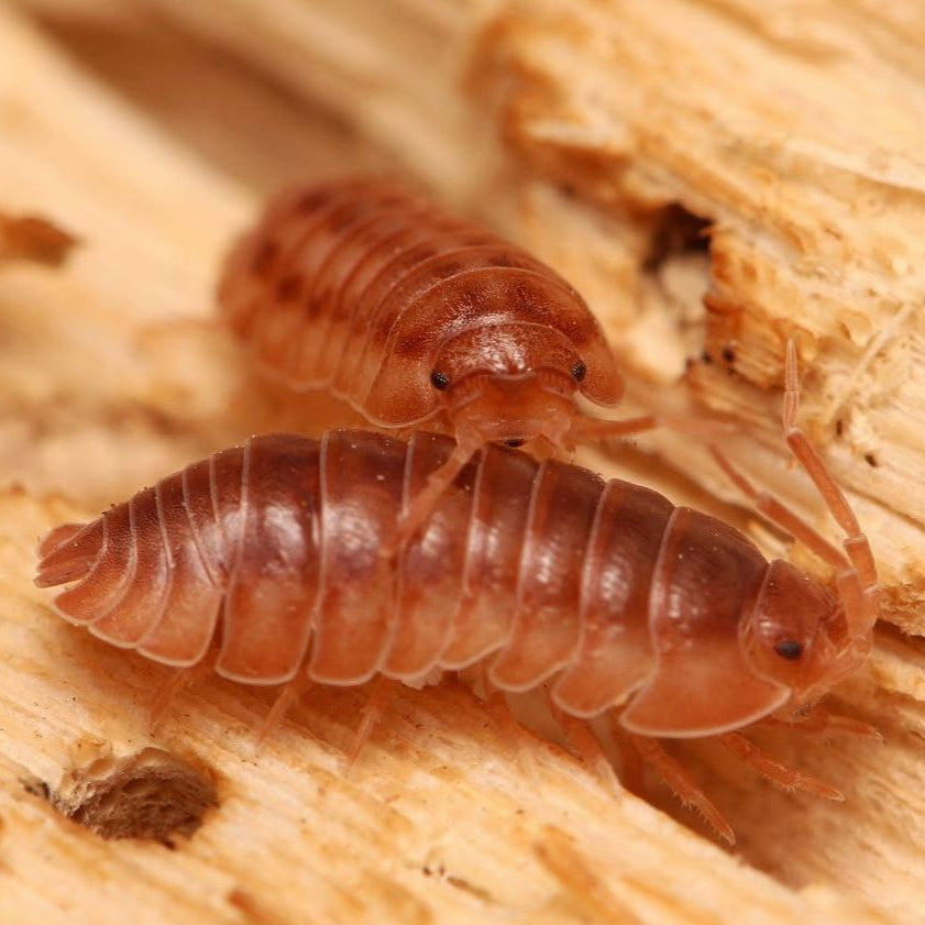 Armadillidium nasatum “Cumming”