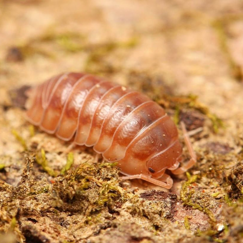 Armadillidium nasatum “Cumming”