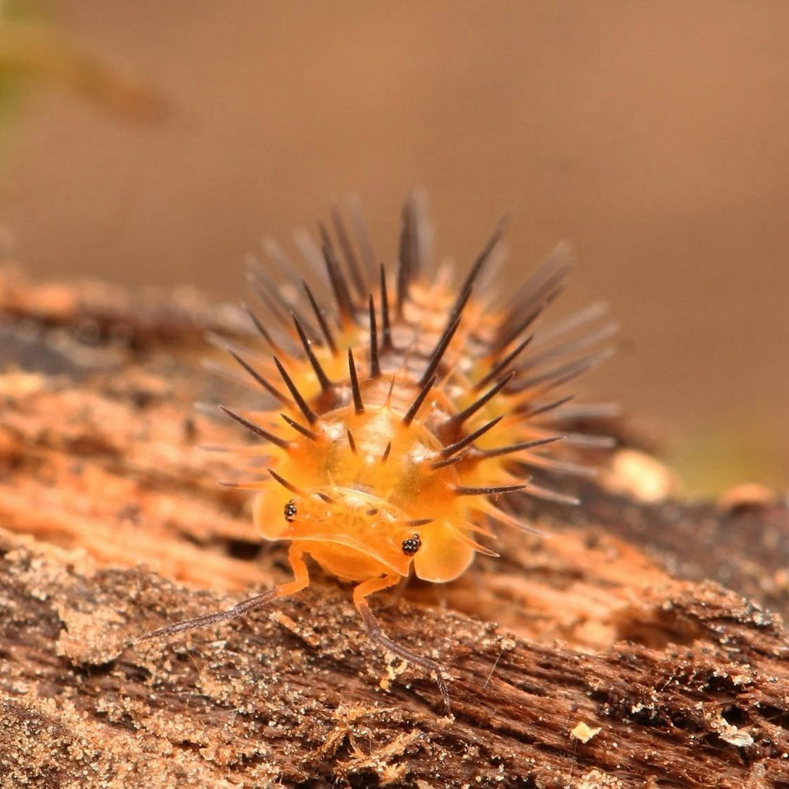 Laureola sp. “Durian Spiky”