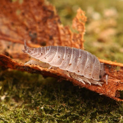 Desertoniscus subterraneus
