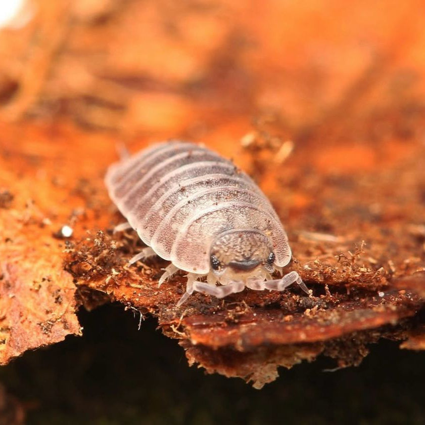 Desertoniscus subterraneus